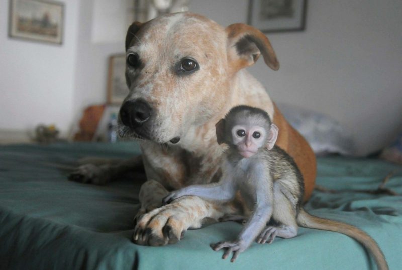 Monyet sebagai monyet bayi anjing peliharaan