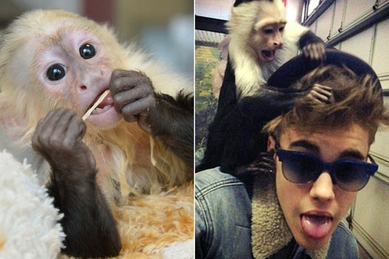 Monyet sebagai hewan peliharaan