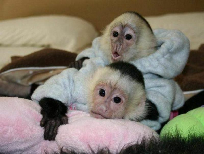Monyet sebagai hewan peliharaan