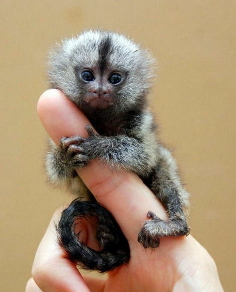 Monyet sebagai bayi kesayangan