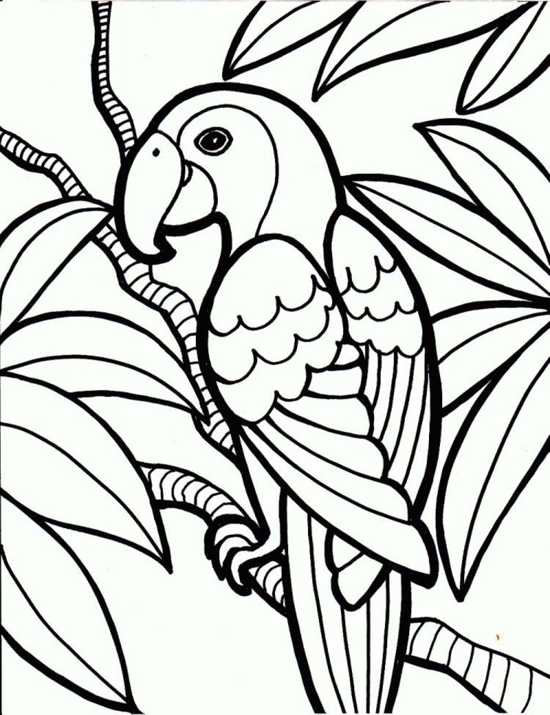 Immagini per colorare il pappagallo