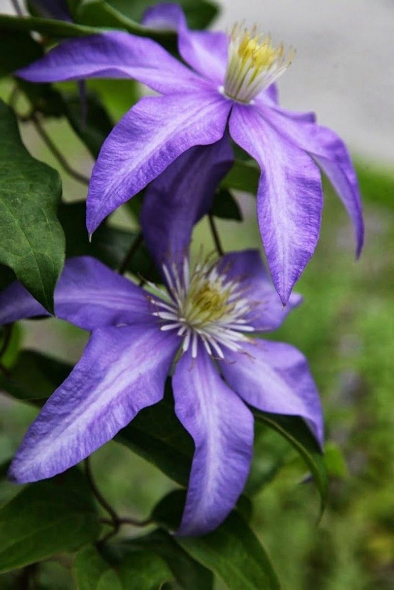 Clematis cu varietate de flori albastru-violet Daniel Deronda