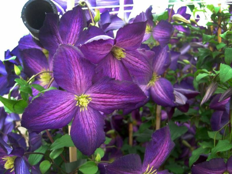 Purple-flori Clematis jackmanii