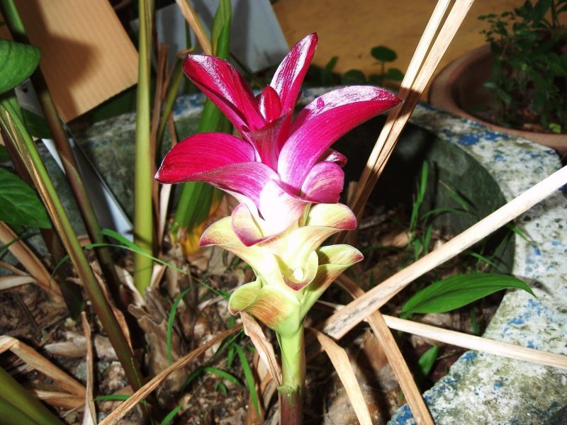Curcuma växt: mirakel botemedel mot trädgård, balkong och terrass!