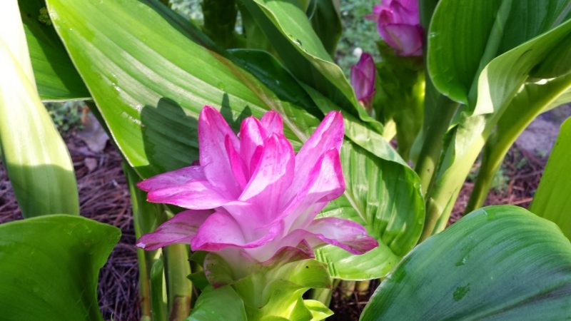 Curcuma växt: mirakel botemedel mot trädgård, balkong och terrass!