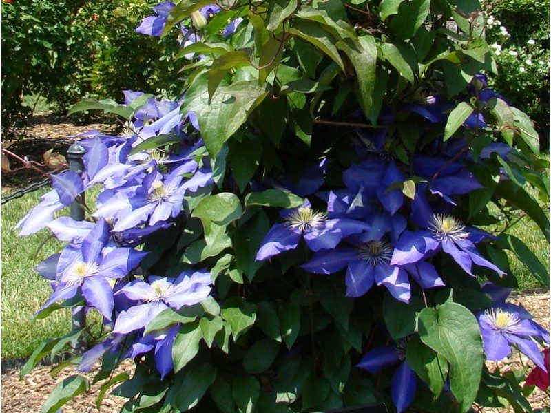 Clematis Daniel Deronda delicate flori albastru închis
