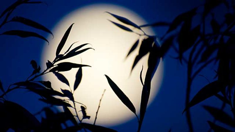 Lunar kalender 2015 för trädgård fullmåneffekt på växtvärlden