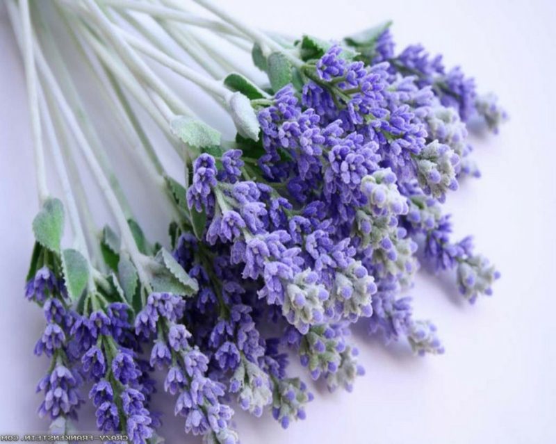 Lavender bunga halus dalam ungu