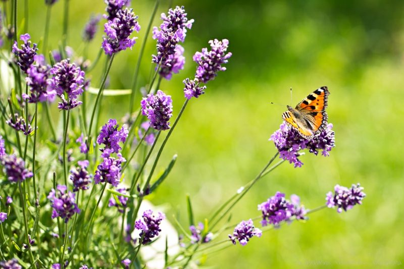 Rama-rama tumbuhan aromatik Lavender