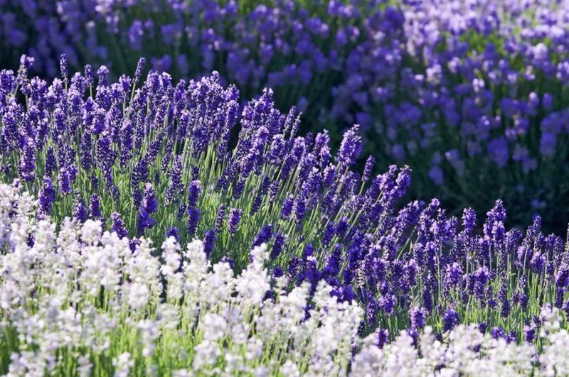 Penjagaan lavender perlu di taman