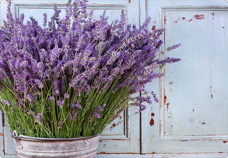 Lavender bush dalam gaya vintaj bunga