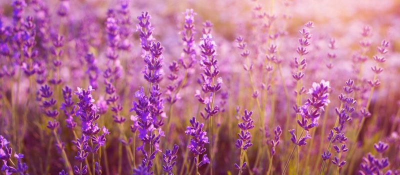 bunga lavender lembut lavender