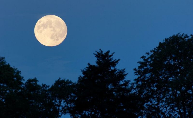 Lunar kalender 2015 för trädgårds fullmåneffekterflora