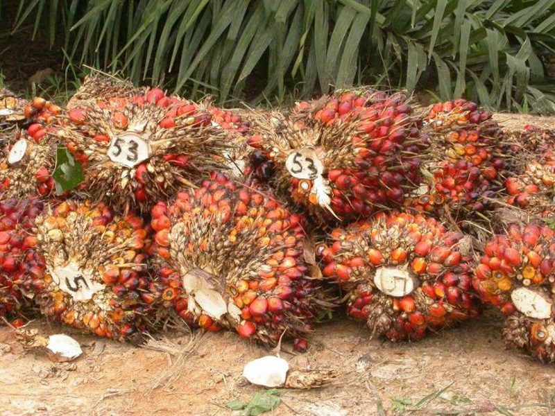 Palmoljeproduksjon vegetabilsk fett