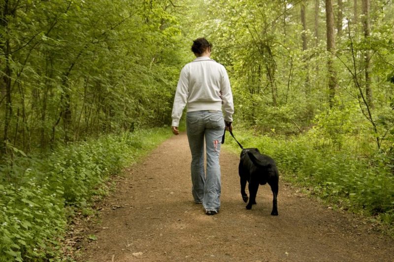 강아지와 함께 걸어서 걷는 동안 칼로리를 태우십시오.