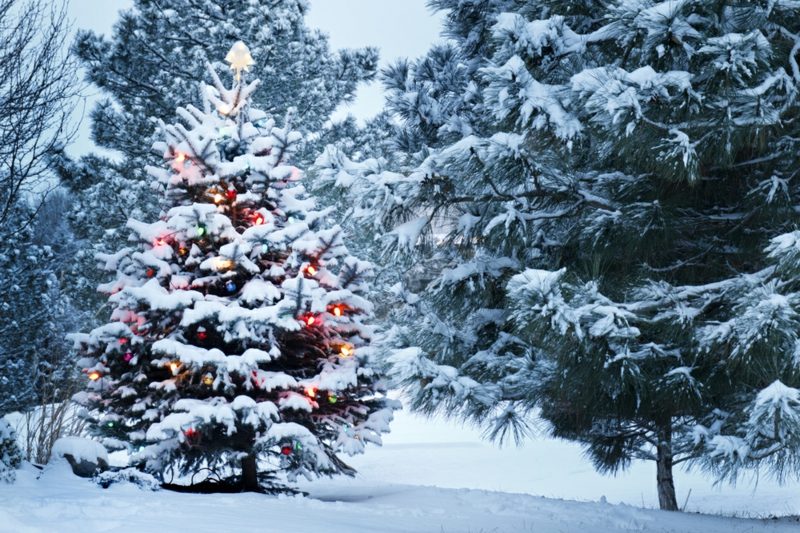 Vianočný strom v lese nádherný vzhľad