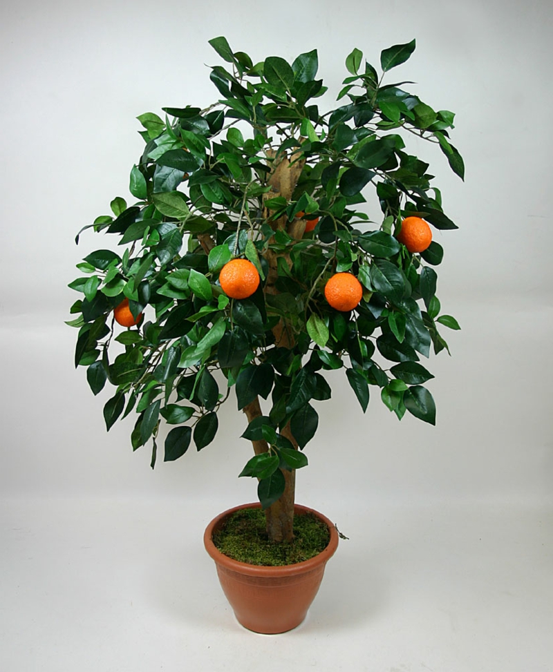 dekoratif portakal ağacı çiçekli houseplants