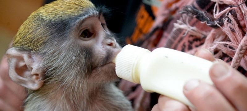 monyet sebagai haiwan kesayangan cantik
