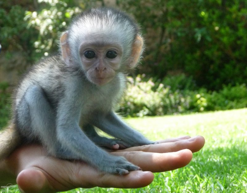 monyet sebagai haiwan kecil