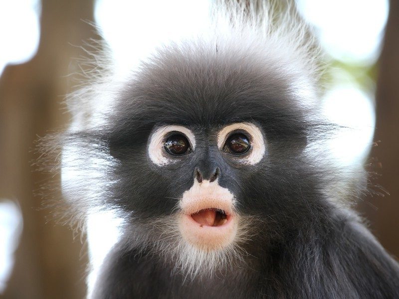 monyet sebagai haiwan peliharaan comel