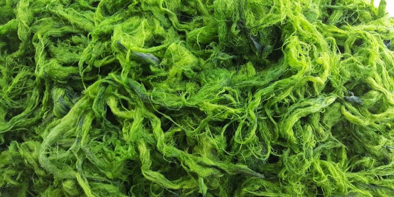 tång hälsosam spirulina chlorella wakame alger sallad nori lämnar