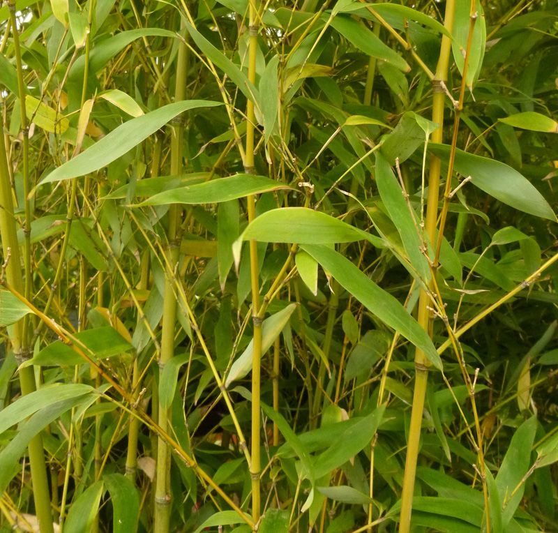 bambus i bøtte grønn