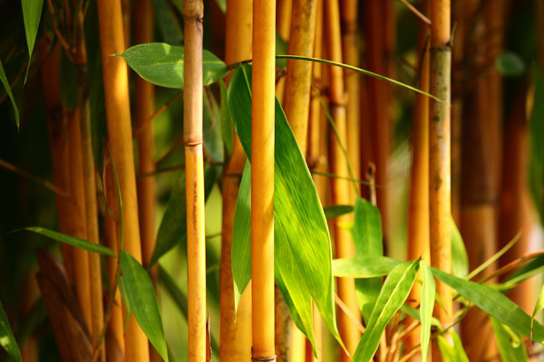 bambus i bøtte priser