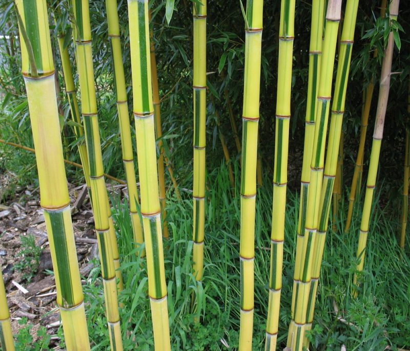 bambus i bucket kontemplative