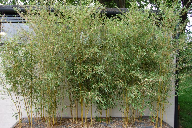bambus i bøtte priser