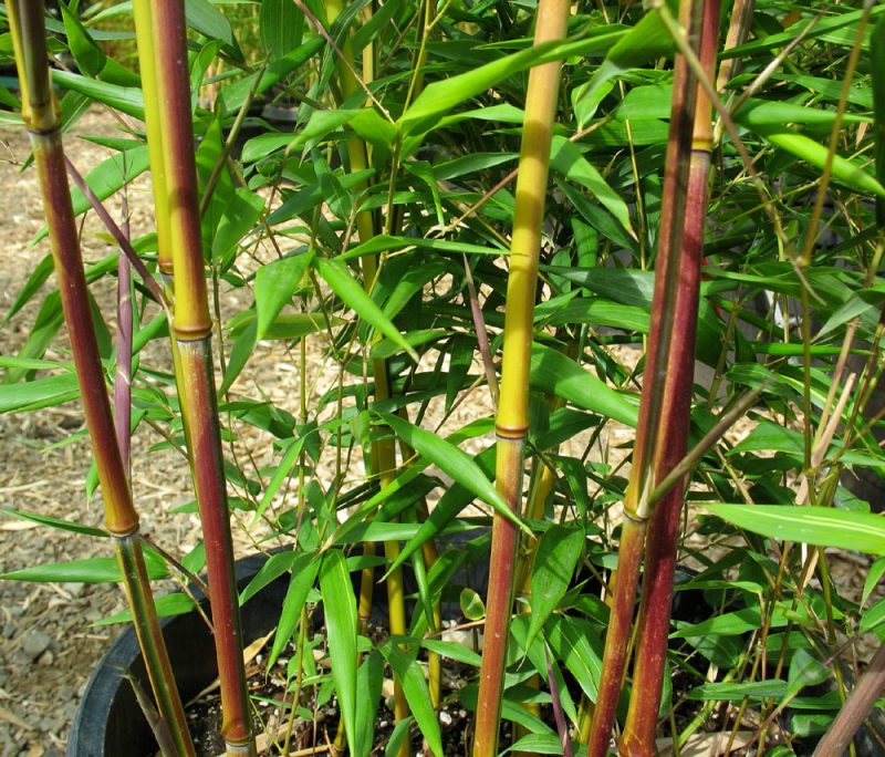 Bambus i bøtte stor