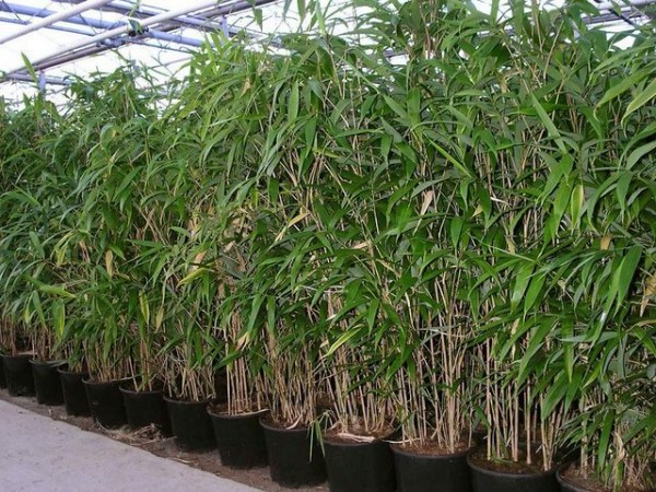 Bambus i bøtte koster
