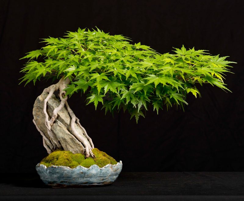 Bonsai rūšis Acer palmatum