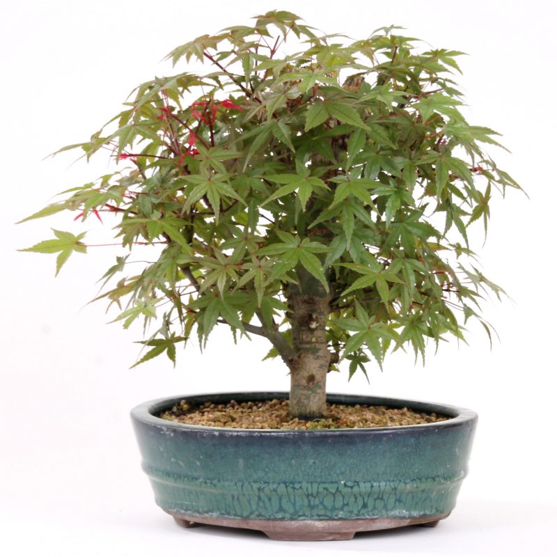 Bonsai rūšis Acer palmatum