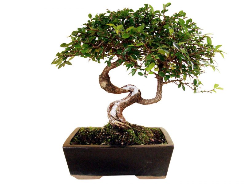 Bonsai specie chineză elm