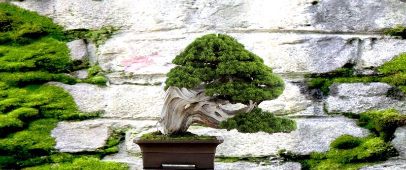 Specii de specii bonsai