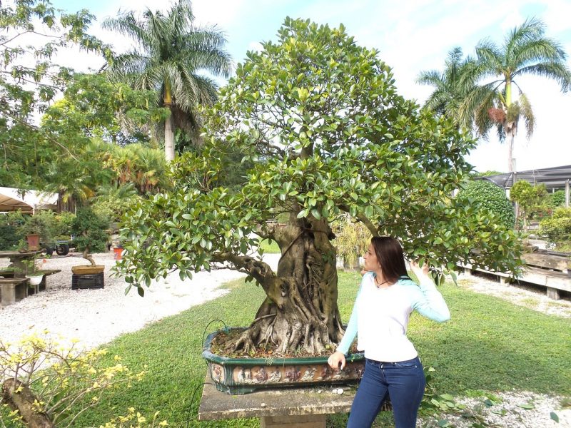 Bonsai rūšis Ficus