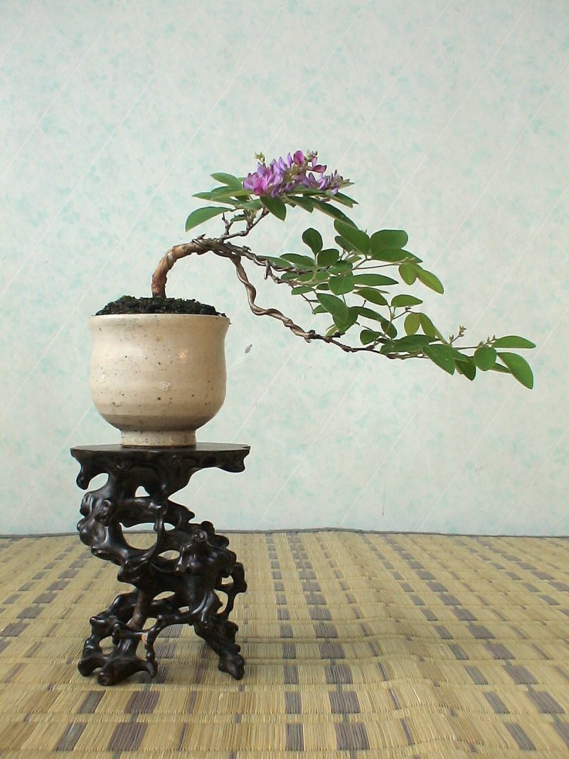 Bonsai rūšis Hokidachi