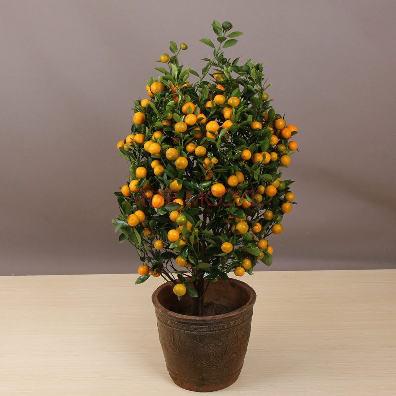 Bonsai rūšis oranžinės