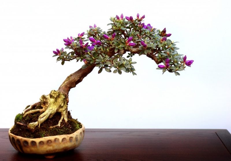 Bonsai rūšis Rhododendron