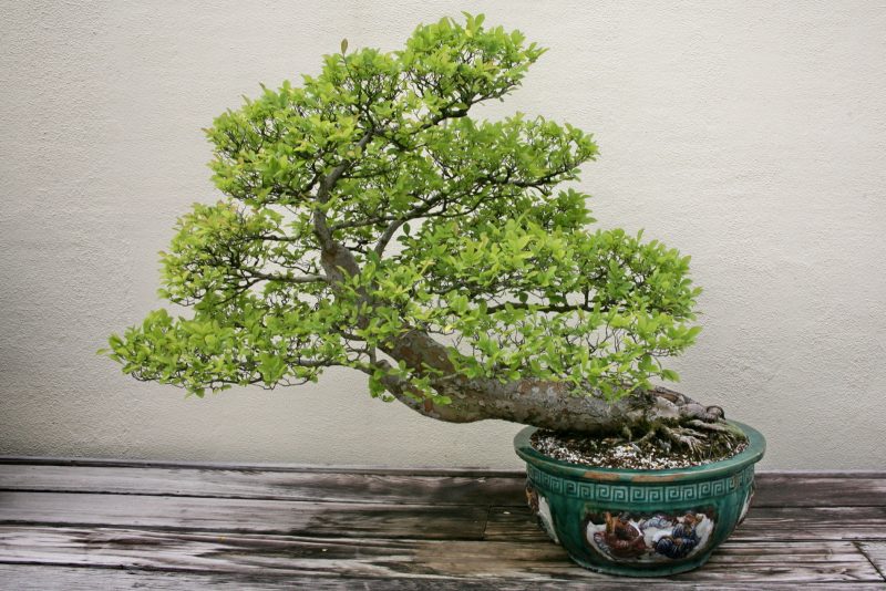 Bonsai rūšis Ulmus Parvifolia