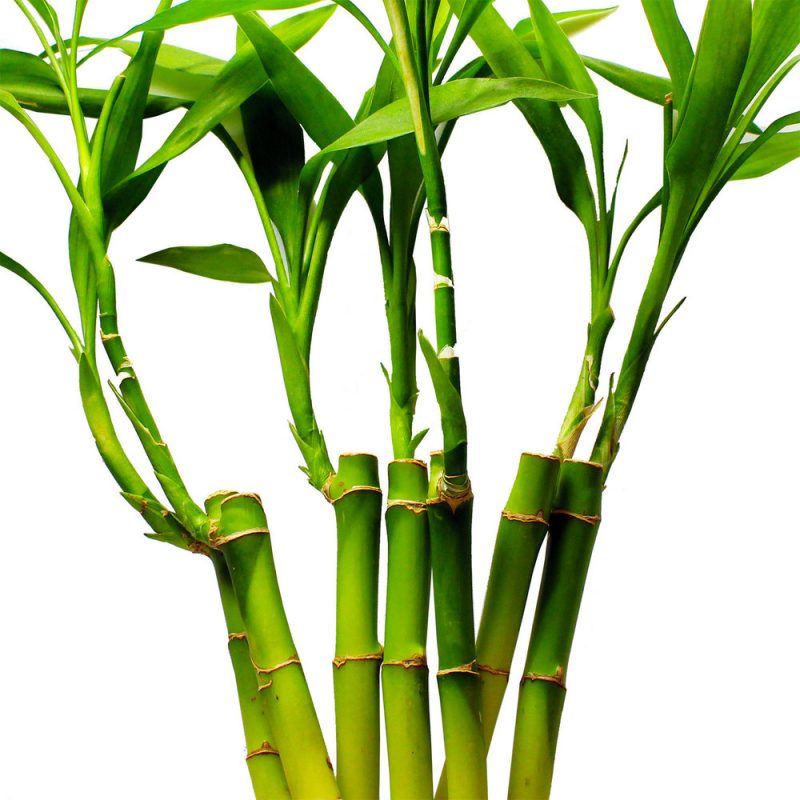 Sajenje srečne bambusa
