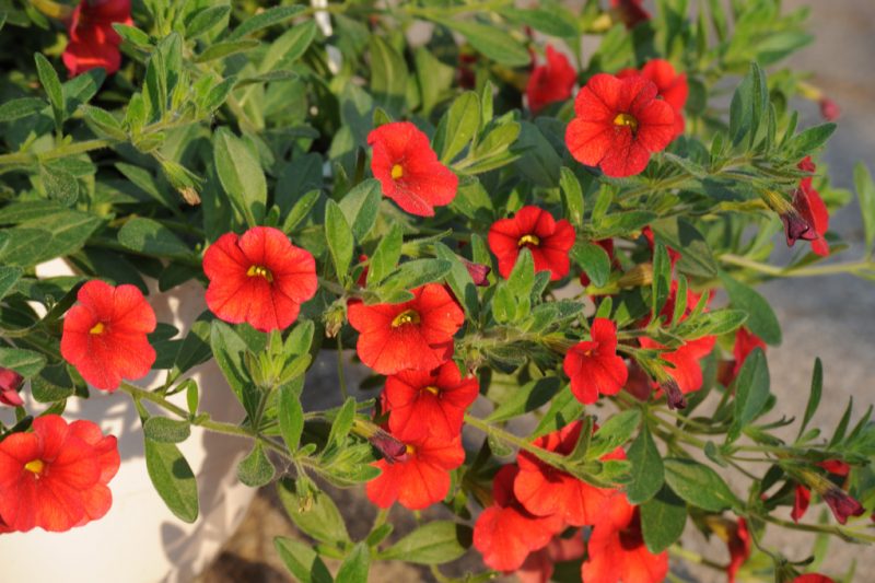 Akdeniz bitkileri kırmızı