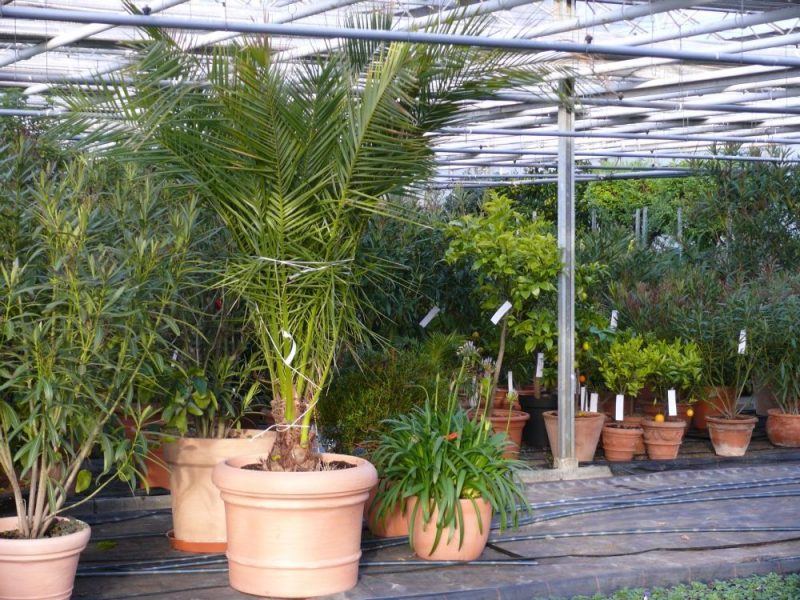 Akdeniz bitkileri Palmiye ağaçları