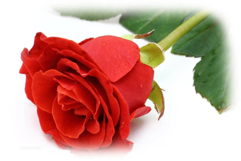 Prinsip Eros Lotus Mandala Plant Rosa