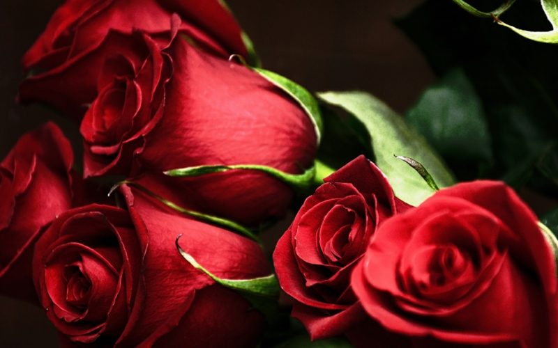Memberi * kepada pasangan * mawar untuk Hari Valentine