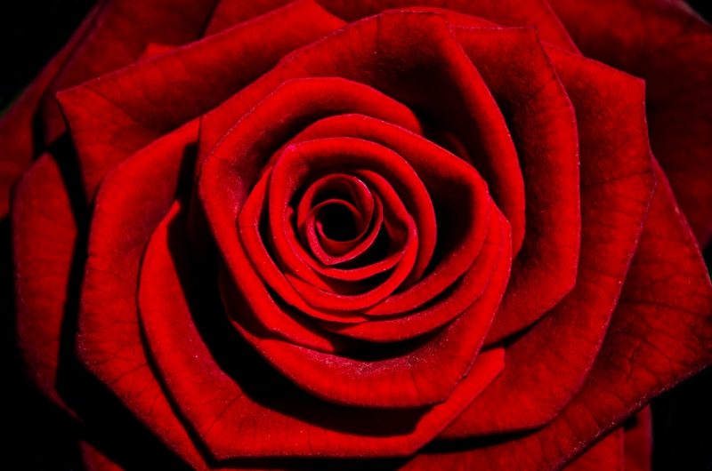 mawar berwarna merah alkimia bunga prinsip eros teratai tanaman mandala pink rosario