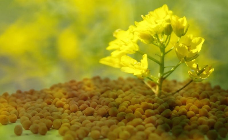 Senapplantagen Senapproduktion är senap hälsosam? Om senapplantat, senapsfrön och med vit senap