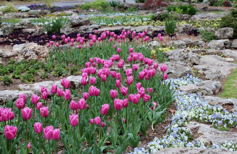Lägg en stenbädd och plantera trädgården med lila blommor