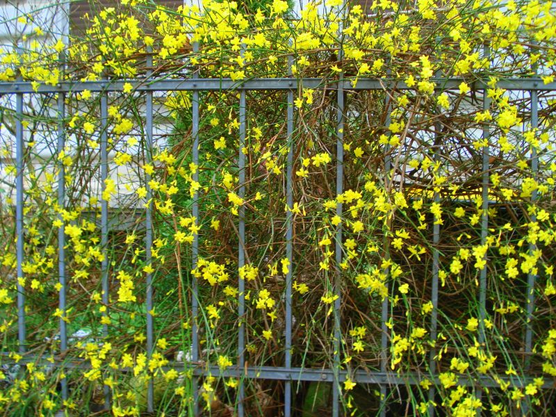 Hardy balcão plantas amarelas