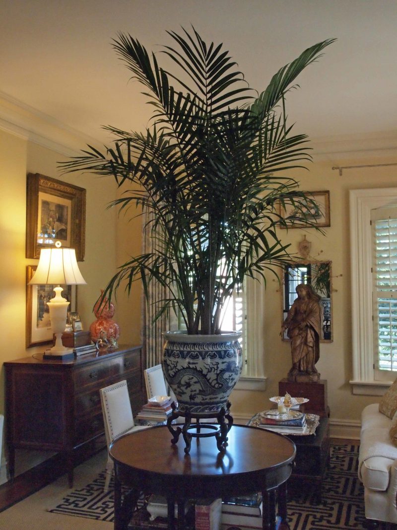 Palmträd vardagsrum